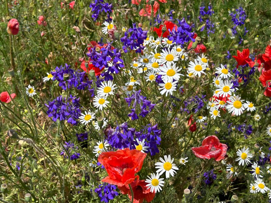 A vibrant floral arrangement featuring a mix of wildflowers including white daisies with yellow centers, deep purple cornflowers, and bright red poppies. The flowers are densely packed, creating a lus
