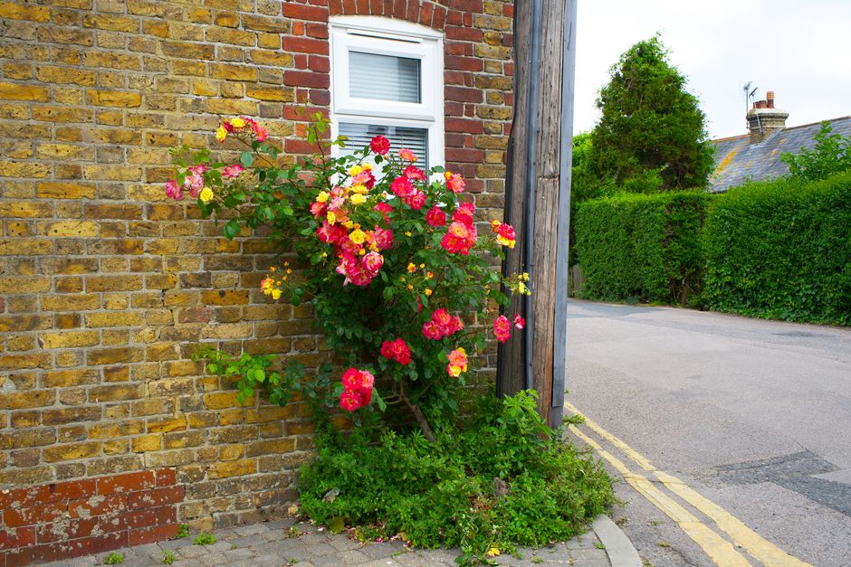 A vibrant display of pink and yellow roses blooming on a lush green shrub growing beside a brick wall with a white-framed window. The shrub is situated at the corner of a narrow street, with the arran