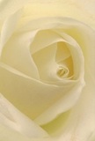 This image draws you so near to the centre of an ivory-cream rose that it feels as if you're enveloped by its soft embrace, mirroring the tranquil shelter found in Blackwall's peaceful corners. Each petal unfurls with feather-light elegance, appearing almost translucent as it curves gently toward the heart of the bloom, reminiscent of early morning mist rising from the Thames. Subtle shadows trace the furrows between petals, lending depth and an air of quiet drama, while the colours-ivory, pale lemon, and purest white-glow softly in the ambient light. The atmosphere is one of serene comfort, perfect for moments of empathy, remembrance, or new beginnings, delivered thoughtfully by Blackwall's own florist community. One can almost inhale the delicate sweetness that lingers in the air-a whisper of fragrance so tender it recalls memories of peaceful strolls by the riverbank. This perspective doesn't just capture a flower, but conveys the heartfelt care, expertise, and gentle artistry that Blackwall's florists weave into every meaningful occasion.